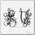 Серьги 'Дыхание ветра', посеребрение с оксидированием